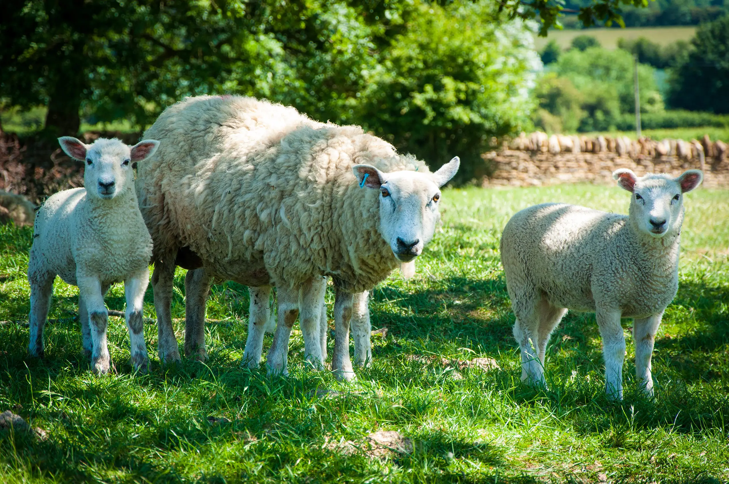 A ewe and two lambs stand in a sunny green field