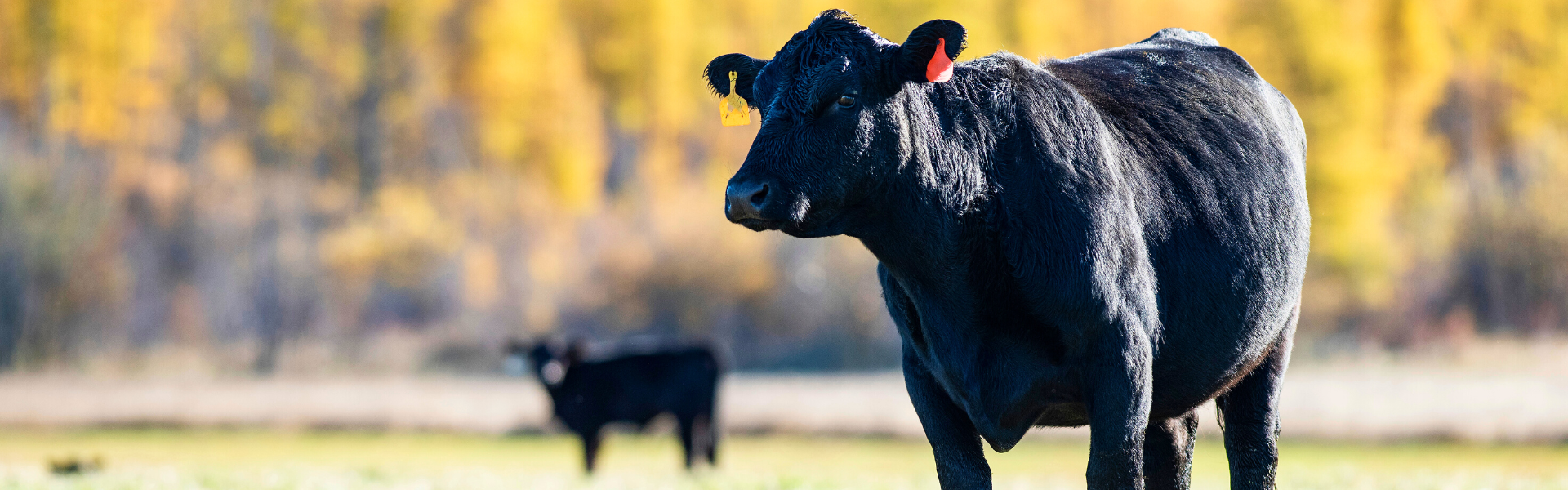 Two black colored cows out in the field with trees behind them with yellow fall leaves