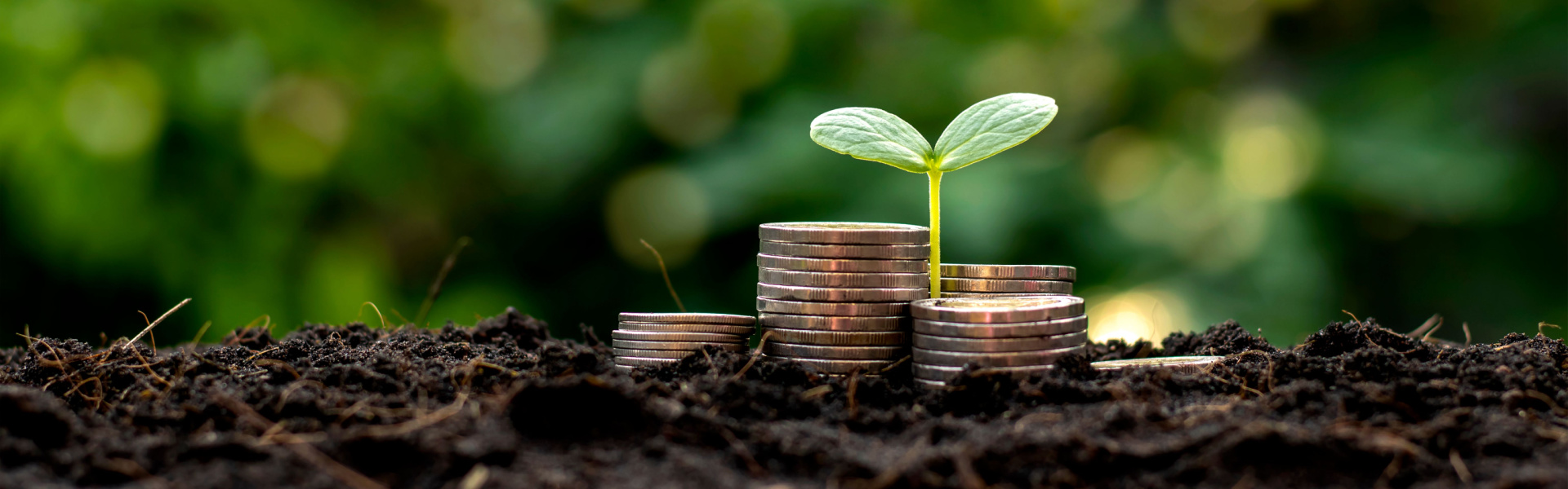 coins stacked next to a little plant all on soil