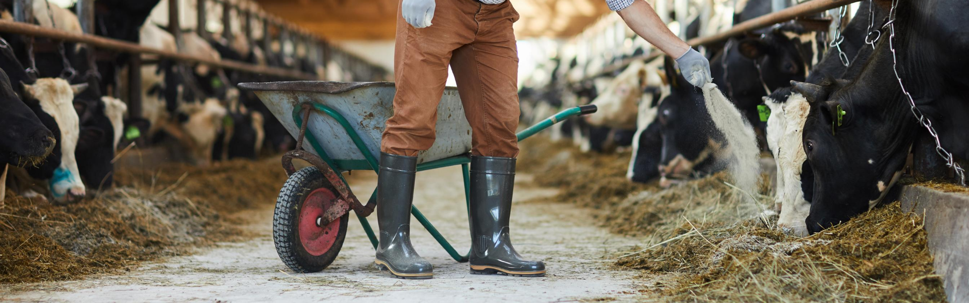a farmer in muck boots standing in front of a wheelbarrow between milk cows feeding on hay