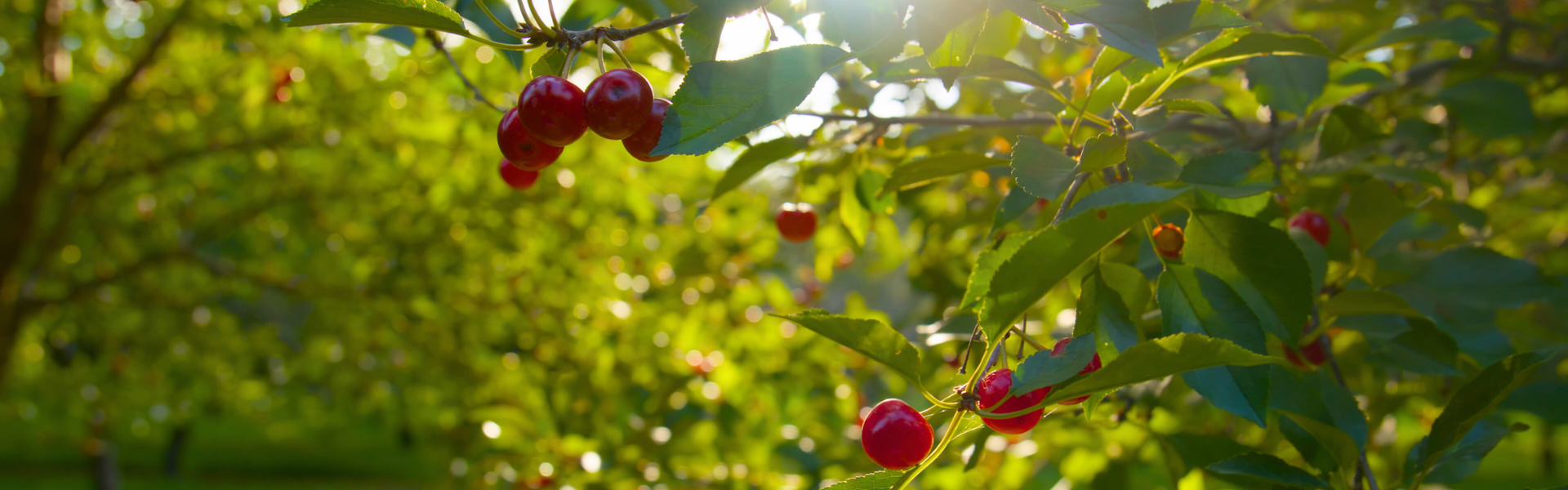 Bunches of red cherries hanging from branches with the sun coming through