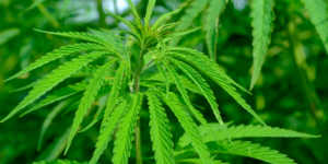 a hemp plant