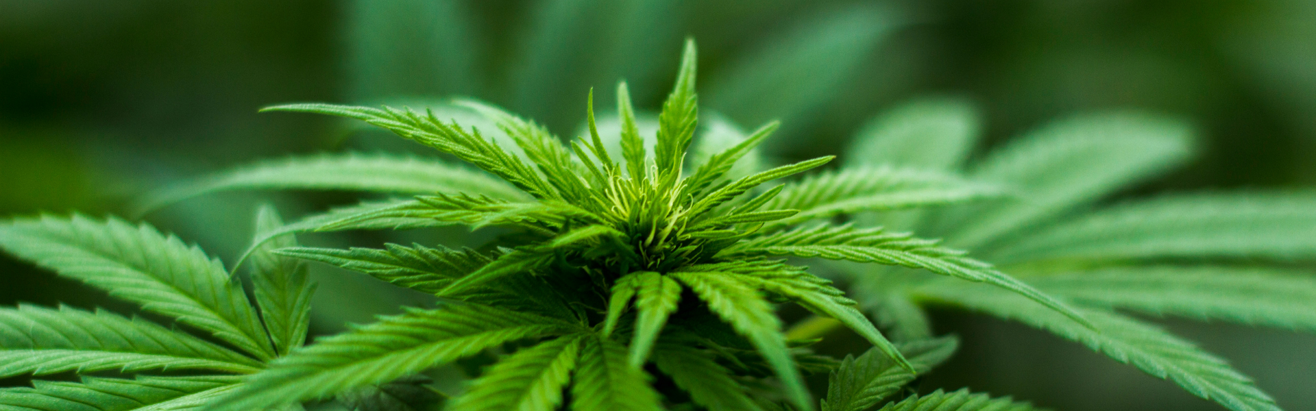 the top of a hemp plant where with bud will eventually flower