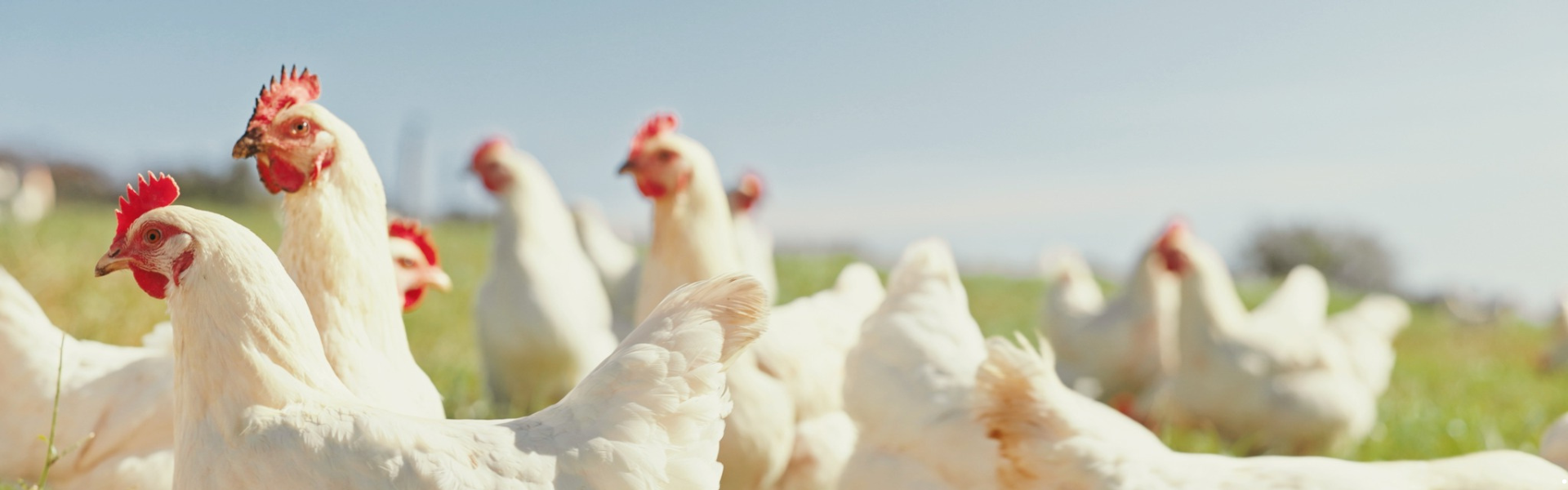 White free-range chickens in a sunny green field
