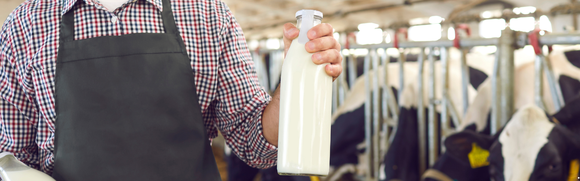 a person wearing an apron holding a glass bottle of milk, dairy cows and processing equipment in the background
