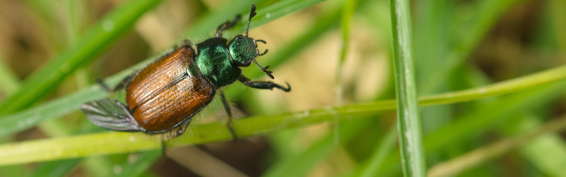 a green beetle on a blade of grass in a group of more grass