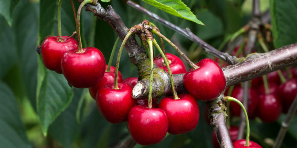 red cherries hanging on a woody tree with it's green leaves in the background