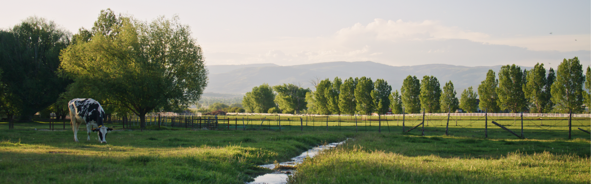 a dairy cow stands in a field to the lef tof a stream with mountains, trees, and a cloudy blue sky in the background