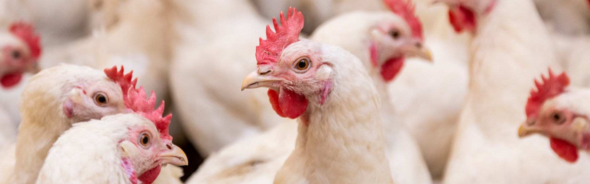A flock of white chickens