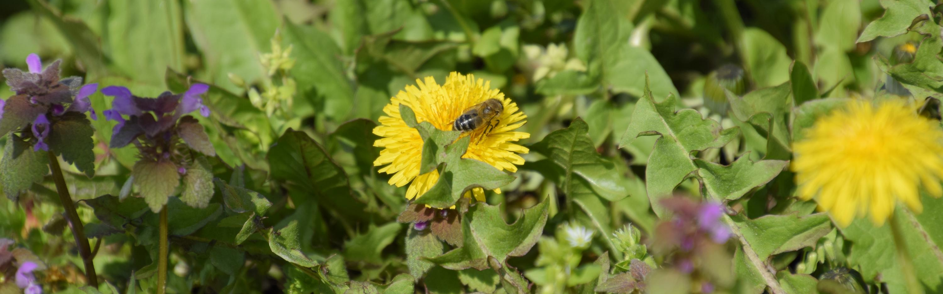 a bee on a yellow flower in a group of plants