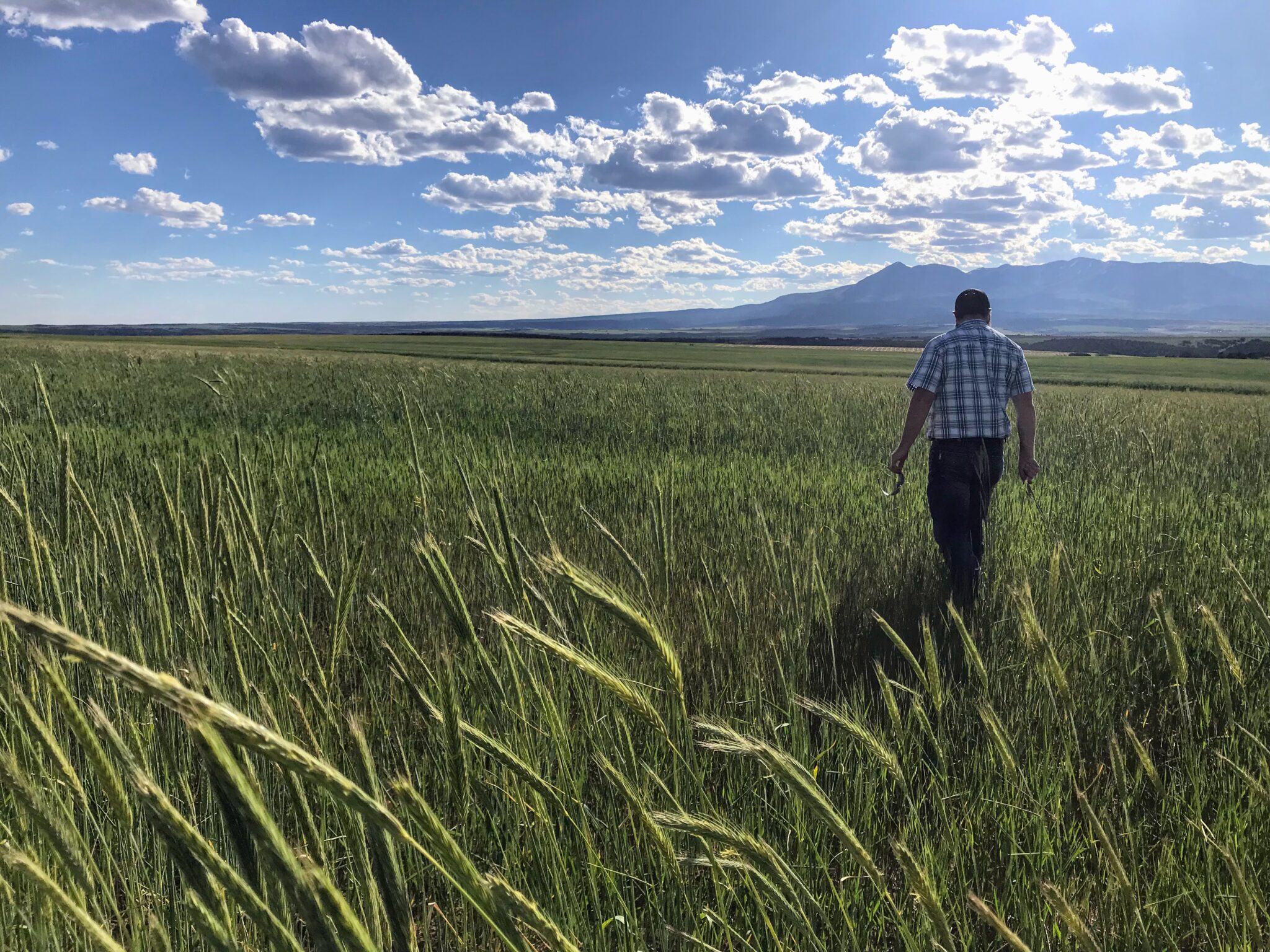 A man in a plaid shirt walking through a vast green wheat field under a blue, cloudy sky with mountains in the distance.
