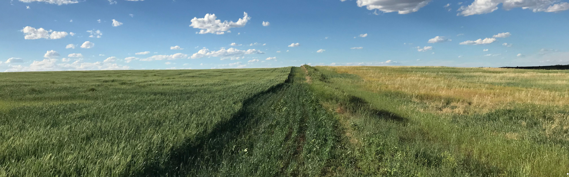 Wide panoramic view of green fields under a blue sky