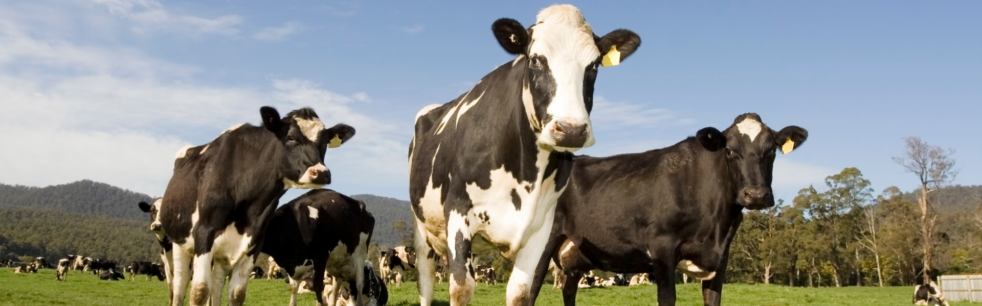 three black and white cows standing in a green grassy field looking directly at the camera, more cows in the background