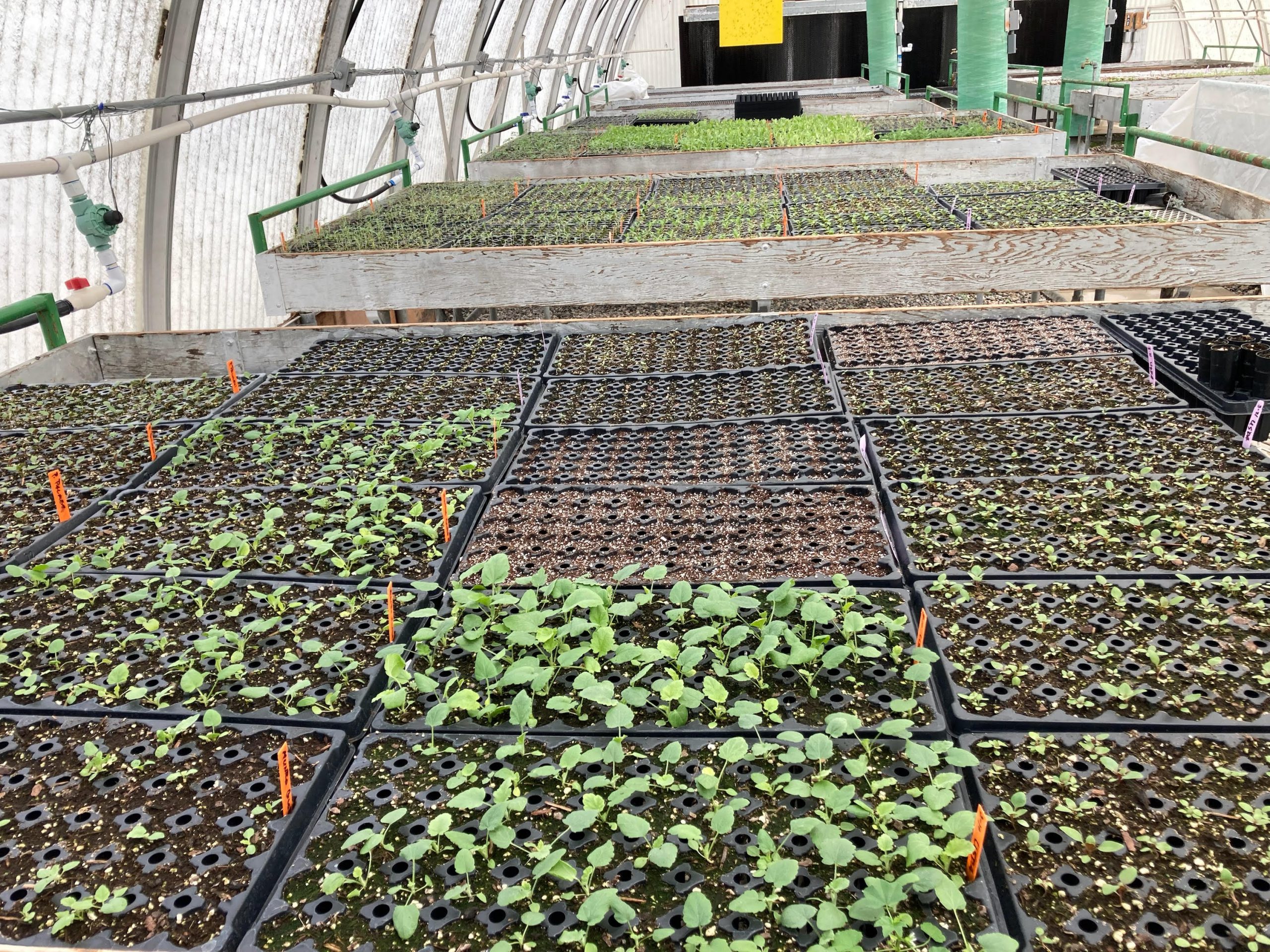 seedlings in seed trays inside a greenhouse in the foreground, raised beds with more seedlings in the background