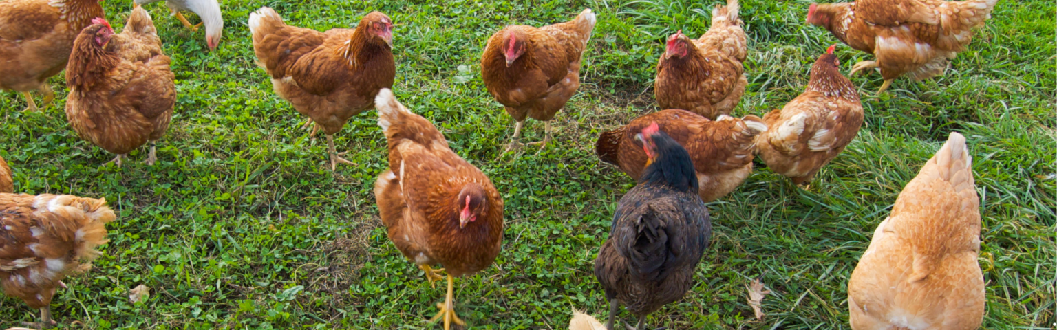 Brown and black free-range chickens in a grassy field