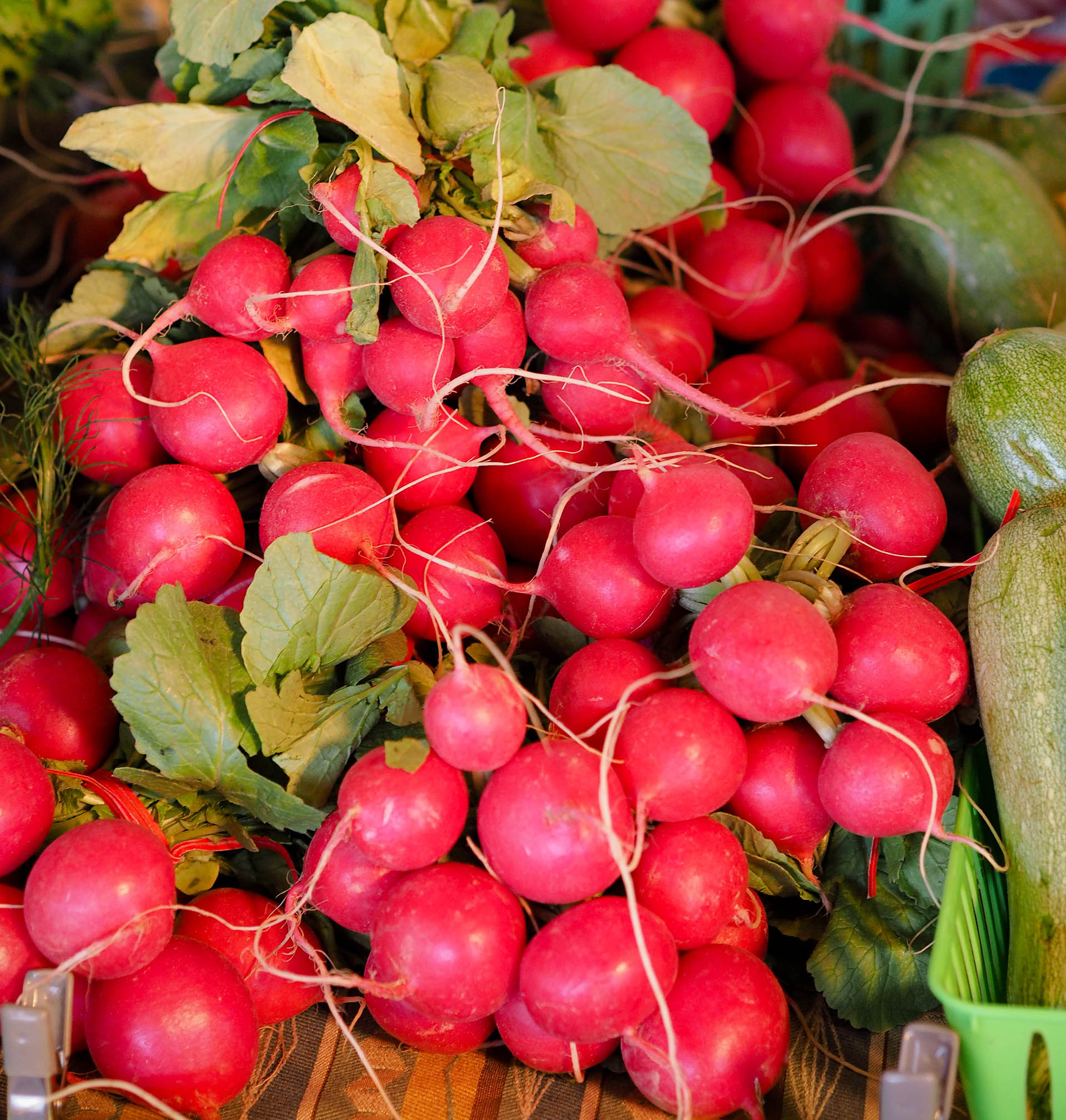 a few bunches of red radishes with their greens still attached