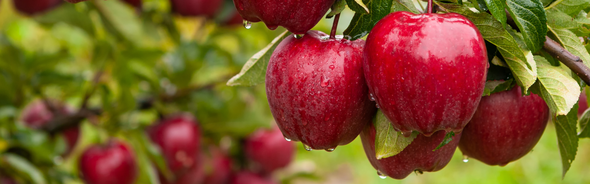Bunches of ready to be picked apples hanging from a close up apple tree