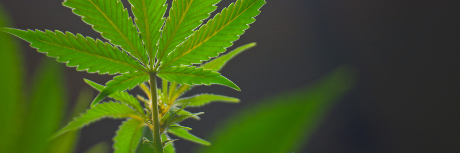 a close up shot of a hemp plant