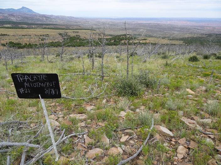 a rocky ground with grasses poking through and a black sign that reads TRACAYTE ALLOTMENT #21 8/7/19 in the foreground. The midground shows many dead trees and the background is rolling green hills.