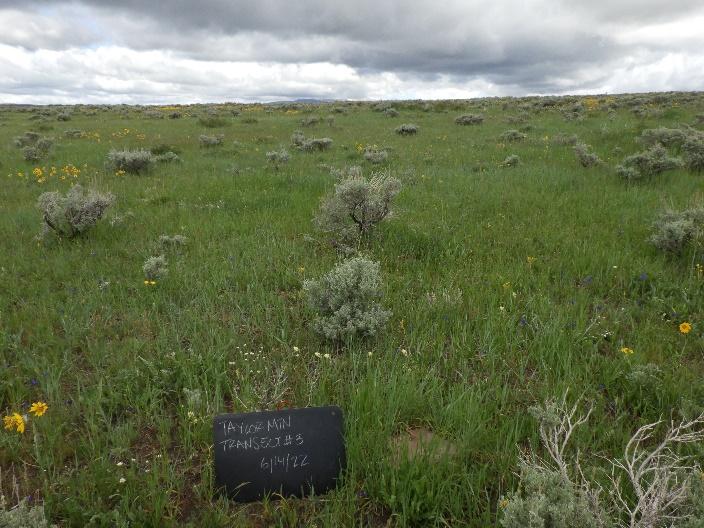 a grassy field with a black sign in the foreground reading Taylor MTN with a cloudy sky above