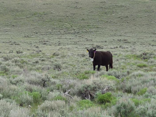 a grassy field with a black cow in the midground