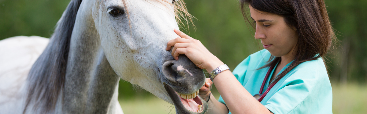 A woman opens a horse's mouth to inspect it